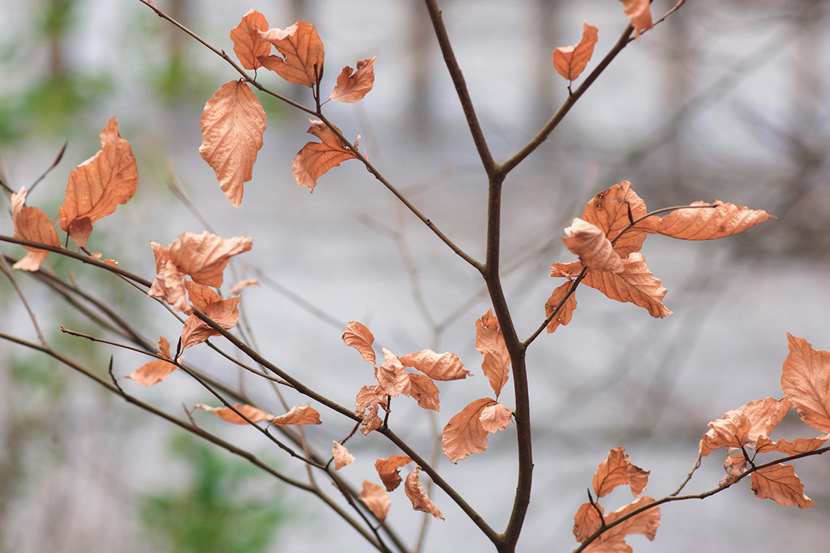 autumn leaves